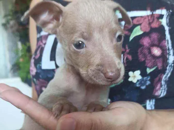 Cachorro ra a Sem raça definida idade Abaixo de 2 meses nome Edu