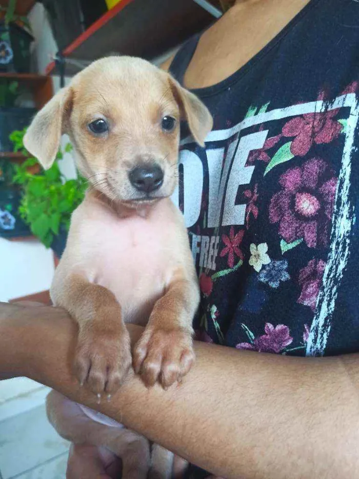 Cachorro ra a Sem raça definida idade Abaixo de 2 meses nome Duda