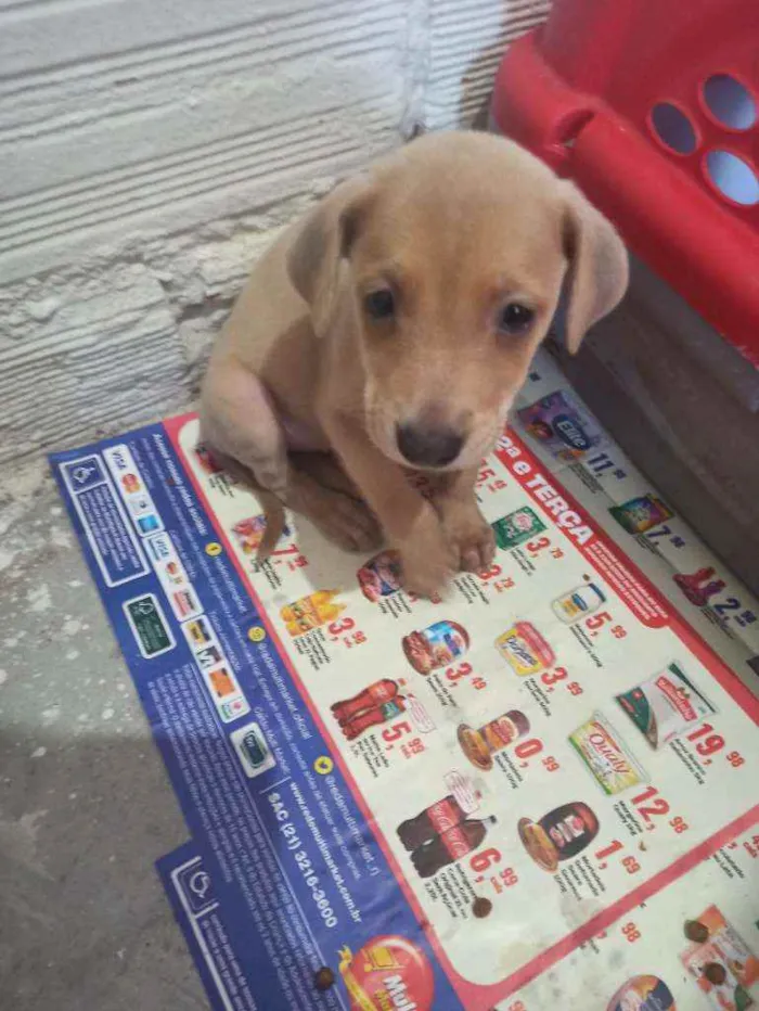 Cachorro ra a Sem raça definida idade Abaixo de 2 meses nome Duda