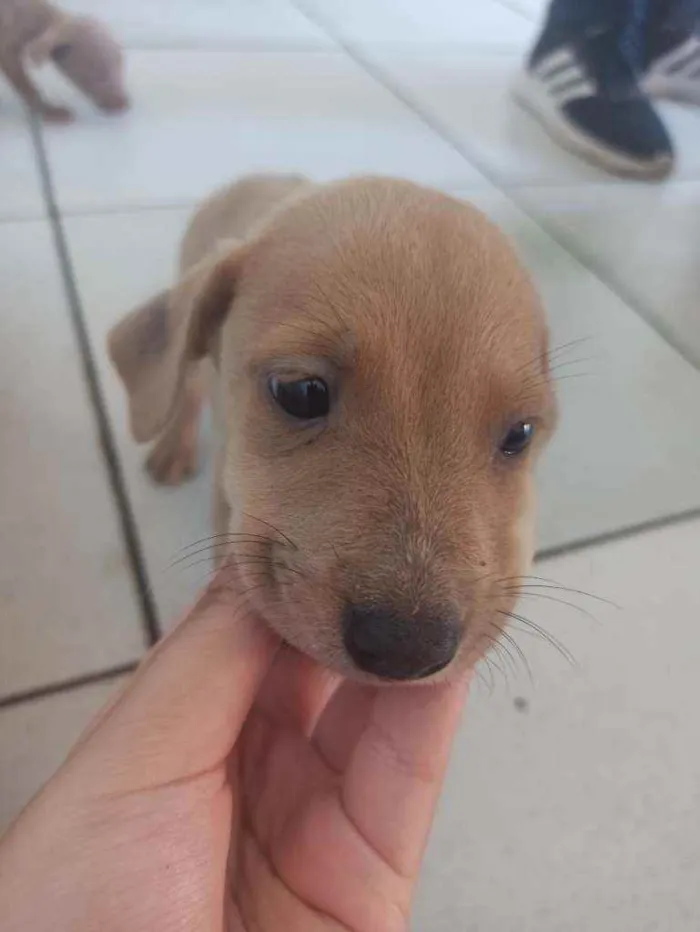 Cachorro ra a Sem raça definida idade Abaixo de 2 meses nome Duda