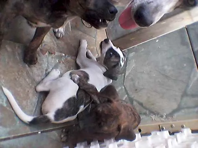 Cachorro raça Indefinida idade Abaixo de 2 meses nome Filhotes