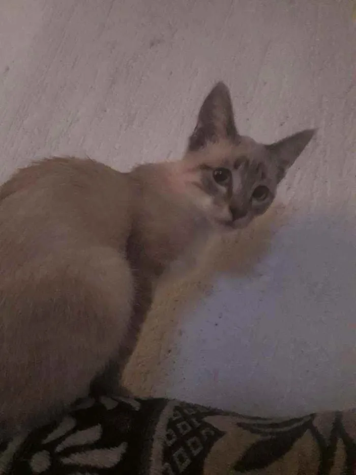 Gato ra a Vira lata idade 2 a 6 meses nome Sem nome 