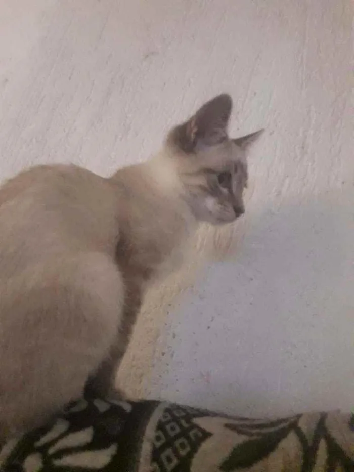 Gato ra a Vira lata idade 2 a 6 meses nome Sem nome 