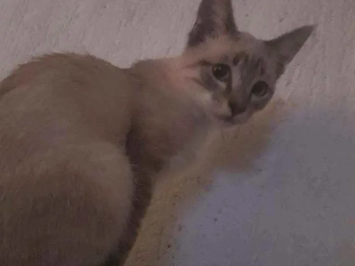 Gato ra a Vira lata idade 2 a 6 meses nome Sem nome 