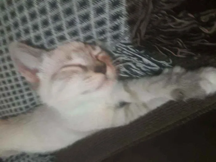 Gato ra a Vira lata idade 2 a 6 meses nome Sem nome 