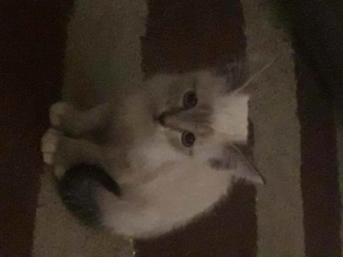 Gato ra a Vira lata idade 2 a 6 meses nome Sem nome 