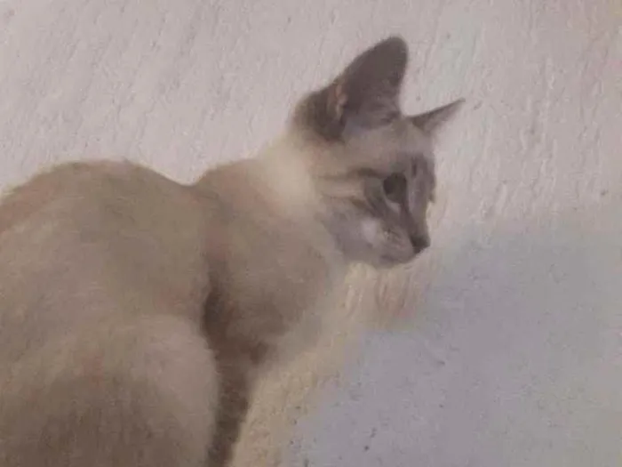 Gato ra a Vira lata idade 2 a 6 meses nome Sem nome 