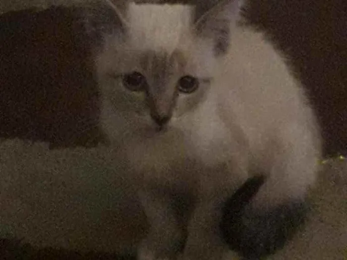 Gato ra a Vira lata idade 2 a 6 meses nome Sem nome 
