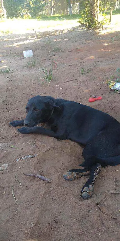 Cachorro ra a Mística pastor alemão idade 7 a 11 meses nome Lapela