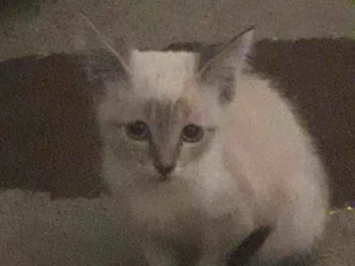 Gato ra a Vira lata idade 2 a 6 meses nome Sem nome 
