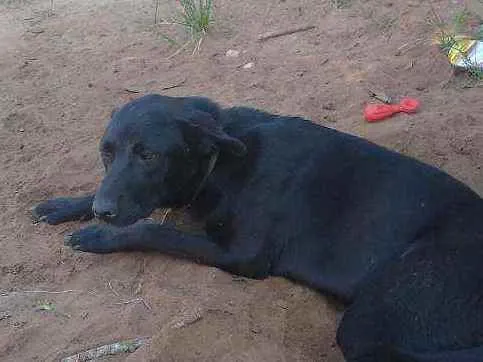 Cachorro ra a Mística pastor alemão idade 7 a 11 meses nome Lapela