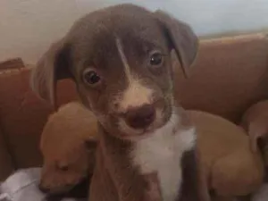 Cachorro raça Sem raça definida idade Abaixo de 2 meses nome Dudu