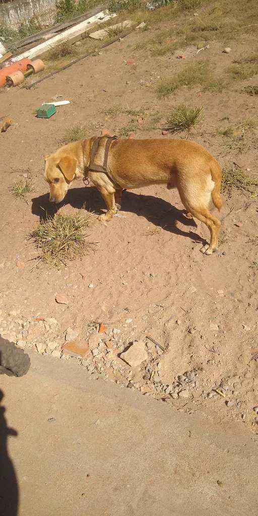 Cachorro ra a Fox idade 2 anos nome Charles