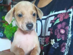 Cachorro raça Sem raça definida idade Abaixo de 2 meses nome Duda