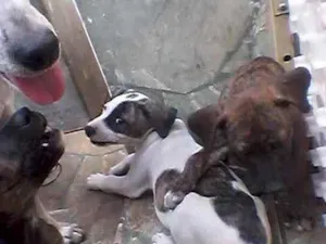 Cachorro raça Indefinida idade Abaixo de 2 meses nome Filhotes