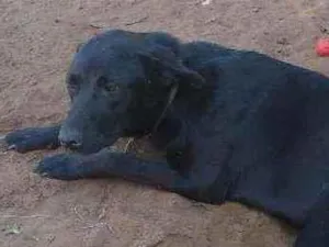 Cachorro raça Mística pastor alemão idade 7 a 11 meses nome Lapela