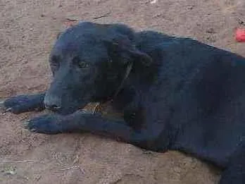 Cachorro raça Mística pastor alemão idade 7 a 11 meses nome Lapela