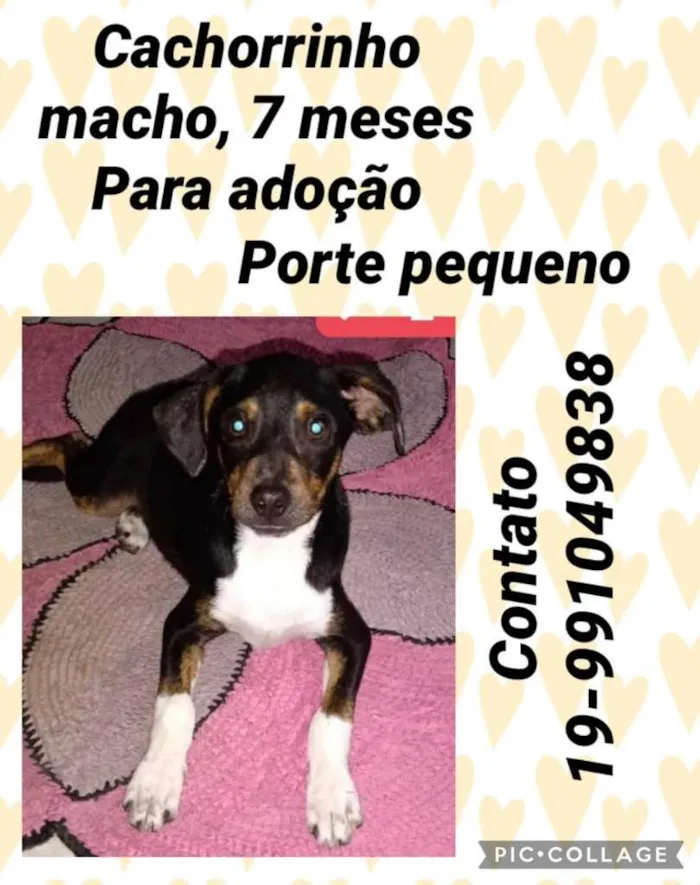 Cachorro ra a RND idade 7 a 11 meses nome Menino