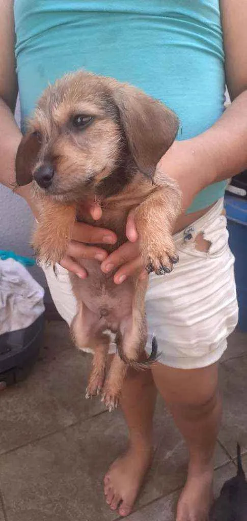 Cachorro ra a Vira lata idade 2 a 6 meses nome Blu, Flesh