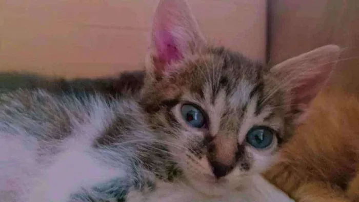Gato ra a Vira lata  idade 2 a 6 meses nome Riri(femea)