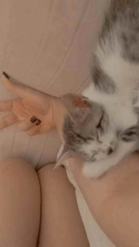 Gato ra a Vira lata  idade 2 a 6 meses nome Riri(femea)