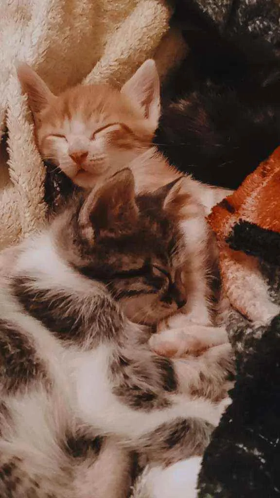 Gato ra a Vira lata  idade 2 a 6 meses nome Riri(femea)