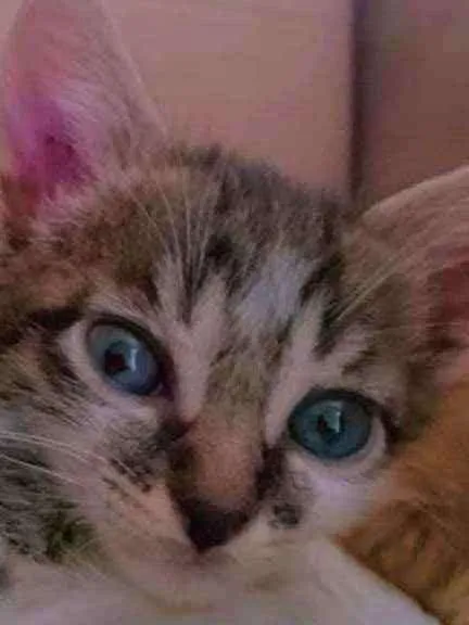 Gato ra a Vira lata  idade 2 a 6 meses nome Riri(femea)