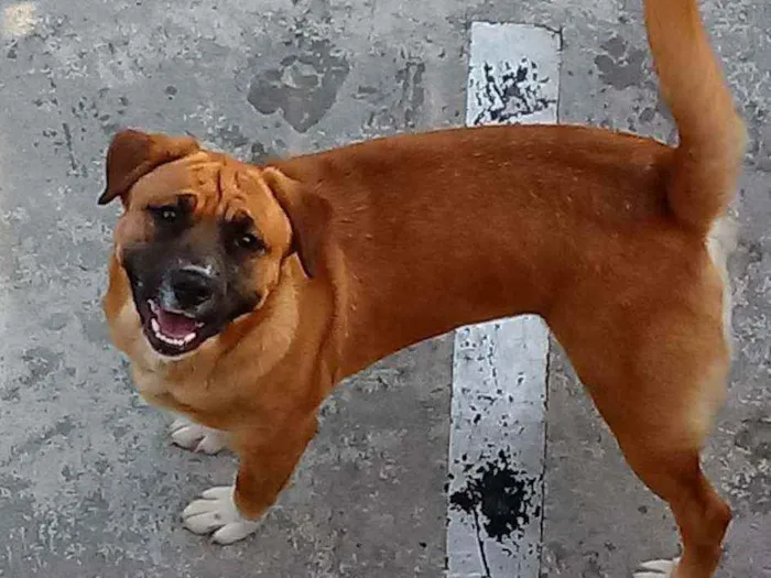 Cachorro ra a Nala:Pastor alemão/Box. idade 1 ano nome Thor e Nala