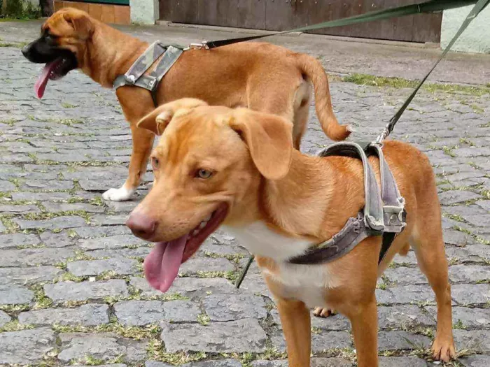 Cachorro ra a Nala:Pastor alemão/Box. idade 1 ano nome Thor e Nala