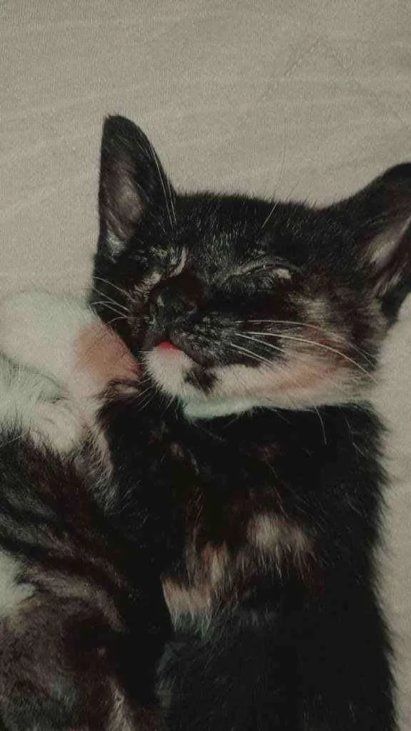 Gato ra a Vira lata  idade 2 a 6 meses nome Nebulosa