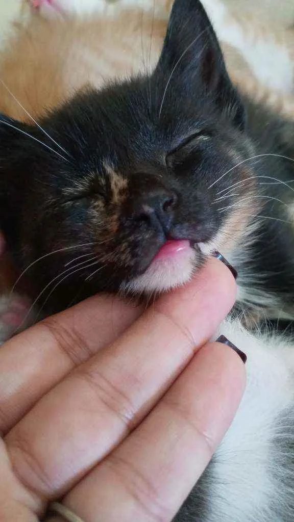 Gato ra a Vira lata  idade 2 a 6 meses nome Nebulosa