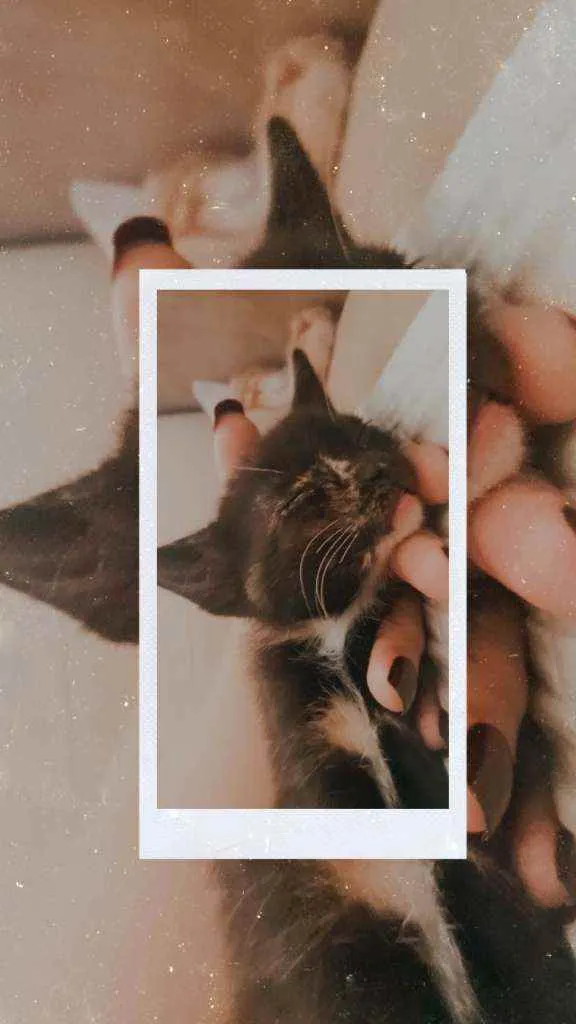 Gato ra a Vira lata  idade 2 a 6 meses nome Nebulosa