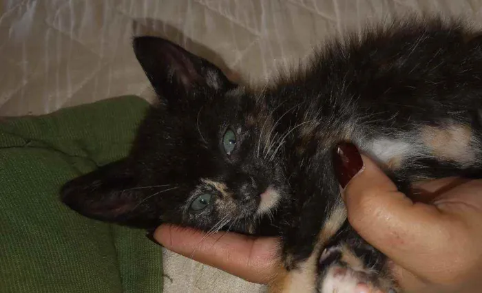 Gato ra a Vira lata  idade 2 a 6 meses nome Nebulosa
