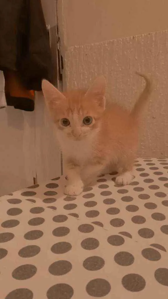 Gato ra a Vira lata  idade 2 a 6 meses nome Anaquin