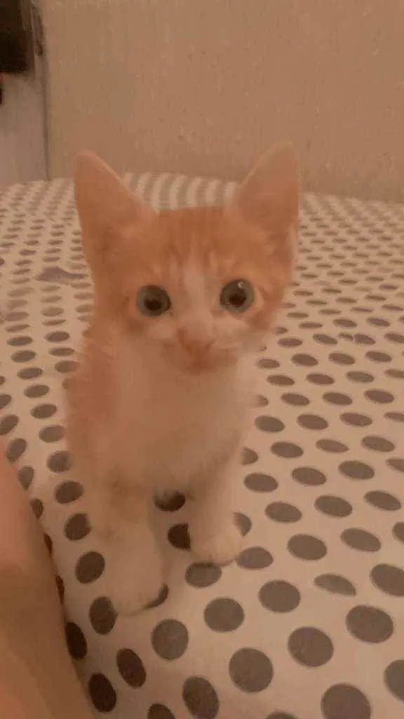 Gato ra a Vira lata  idade 2 a 6 meses nome Anaquin