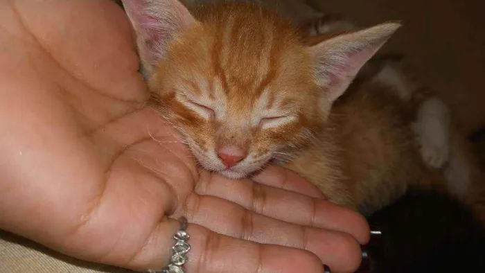 Gato ra a Vira lata  idade 2 a 6 meses nome Anaquin