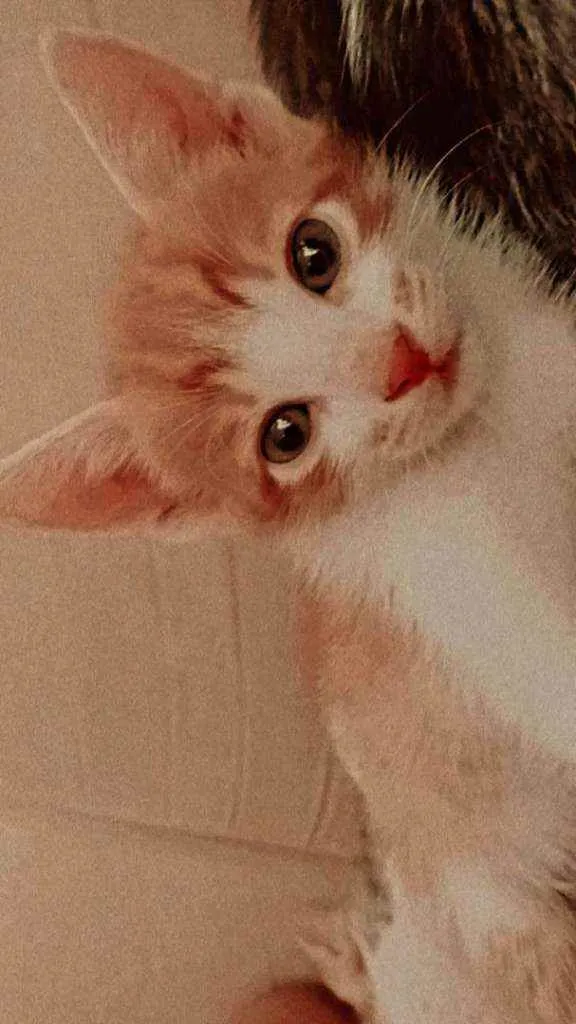 Gato ra a Vira lata  idade 2 a 6 meses nome Anaquin