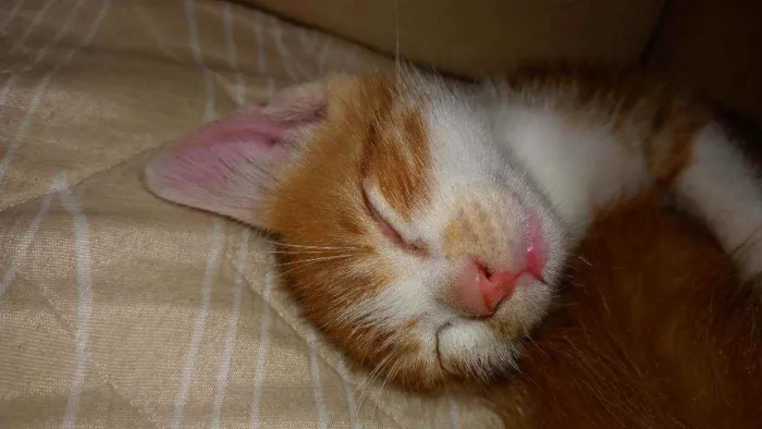 Gato ra a Vira lata  idade 2 a 6 meses nome Anaquin