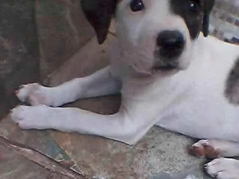 Cachorro raça Indefinida idade Abaixo de 2 meses nome Filhotes