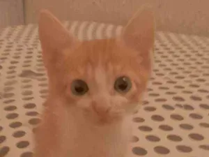 Gato raça Vira lata  idade 2 a 6 meses nome Anaquin