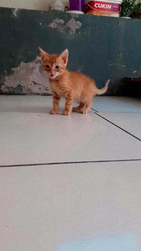 Gato ra a Vira lata  idade 2 a 6 meses nome Gordinho