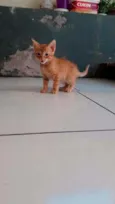 Gordinho