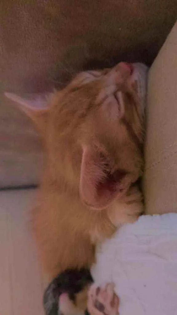 Gato ra a Vira lata  idade 2 a 6 meses nome Gordinho