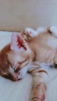 Gordinho