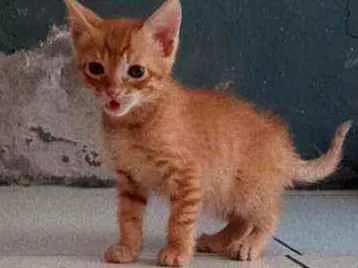 Gato ra a Vira lata  idade 2 a 6 meses nome Gordinho