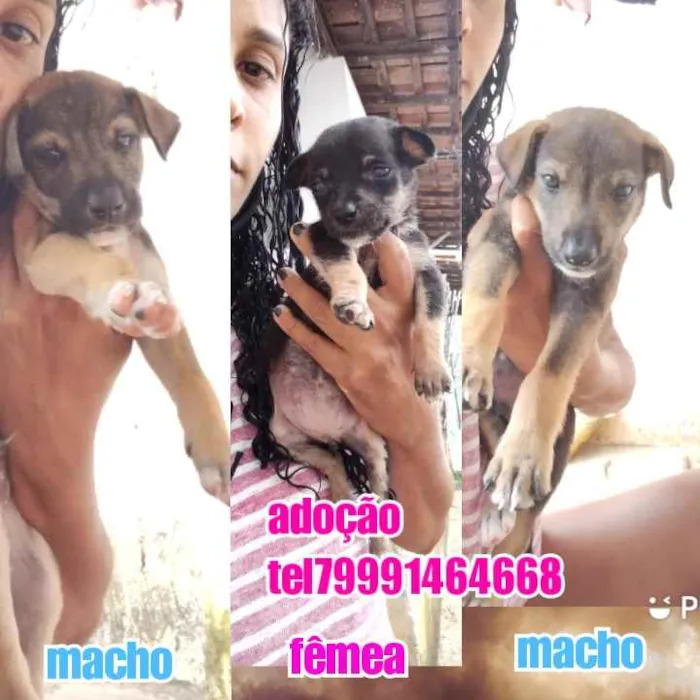 Cachorro raça Srd idade Abaixo de 2 meses nome Filhotes