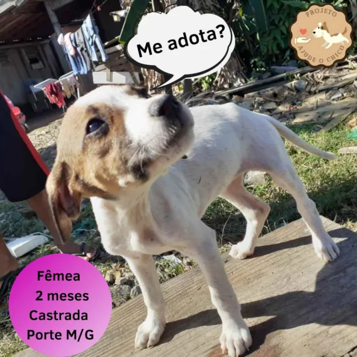 Cachorro ra a SRD idade 2 a 6 meses nome Canjica