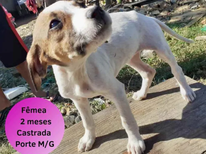 Cachorro ra a SRD idade 2 a 6 meses nome Canjica