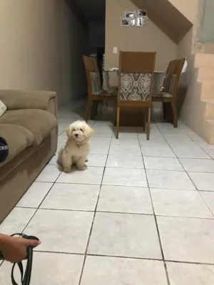 Cachorro raça Poodle  idade 2 a 6 meses nome Mell 