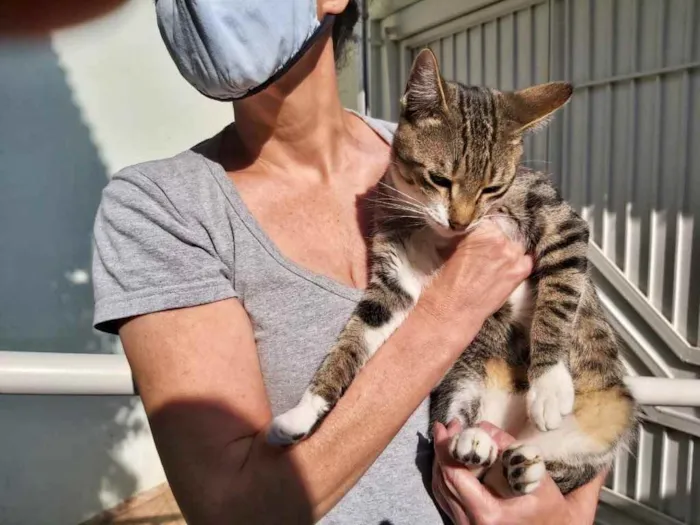 Gato raça Srd idade 7 a 11 meses nome Tigrinho lindo bebê 